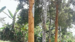 12983471897423874878239578978295789437895782934789234