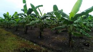 142051922_240565650870482_457932185592300870_n